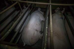 Sows in sow stalls - Captured at Harston Piggery, Harston VIC Australia.