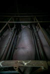 Sows in sow stalls - Captured at Harston Piggery, Harston VIC Australia.