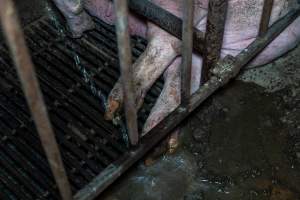 Sow in sow stall urinating on the legs of another - Captured at Harston Piggery, Harston VIC Australia.