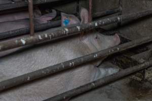 Sows in sow stalls - Captured at Harston Piggery, Harston VIC Australia.