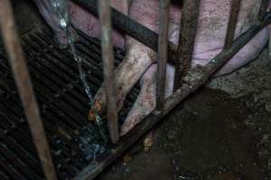 Sow in sow stall urinating on the legs of another - Captured at Harston Piggery, Harston VIC Australia.