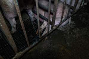 Sow in sow stall urinating on the legs of another - Captured at Harston Piggery, Harston VIC Australia.