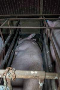 Sows in sow stalls - Captured at Harston Piggery, Harston VIC Australia.