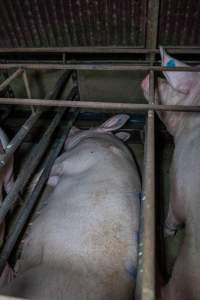 Sows in sow stalls - Captured at Harston Piggery, Harston VIC Australia.