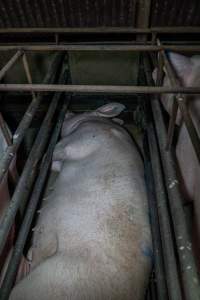 Sows in sow stalls - Captured at Harston Piggery, Harston VIC Australia.