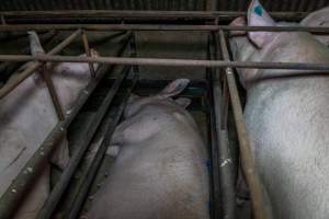 Sows in sow stalls - Captured at Harston Piggery, Harston VIC Australia.