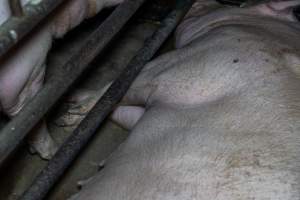 Sows in sow stalls - Captured at Harston Piggery, Harston VIC Australia.