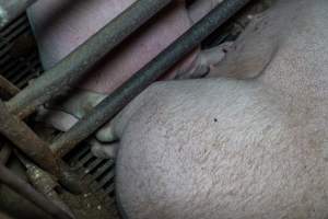 Sows in sow stalls - Captured at Harston Piggery, Harston VIC Australia.