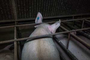 Sows in sow stalls - Captured at Harston Piggery, Harston VIC Australia.