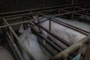 Sows in sow stalls - Captured at Harston Piggery, Harston VIC Australia.