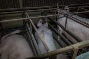 Sows in sow stalls - Captured at Harston Piggery, Harston VIC Australia.