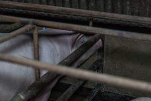 Sows in sow stalls - Captured at Harston Piggery, Harston VIC Australia.