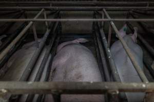 Sows in sow stalls - Captured at Harston Piggery, Harston VIC Australia.