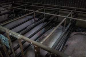 Sows in sow stalls - Captured at Harston Piggery, Harston VIC Australia.