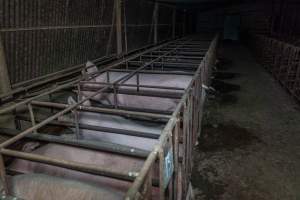 Sows in sow stalls - Captured at Harston Piggery, Harston VIC Australia.