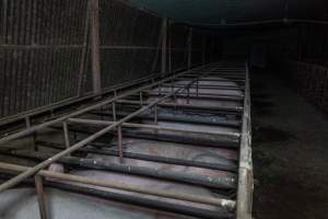 Sows in sow stalls - Captured at Harston Piggery, Harston VIC Australia.