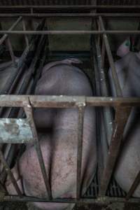 Sows in sow stalls - Captured at Harston Piggery, Harston VIC Australia.