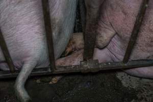 Sows in sow stalls - Captured at Harston Piggery, Harston VIC Australia.