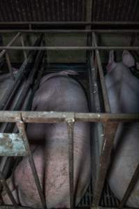 Sows in sow stalls - Captured at Harston Piggery, Harston VIC Australia.