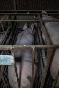 Sows in sow stalls - Captured at Harston Piggery, Harston VIC Australia.