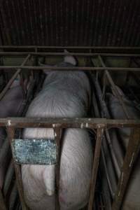 Sows in sow stalls - Captured at Harston Piggery, Harston VIC Australia.