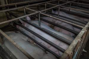 Sows in sow stalls - Captured at Harston Piggery, Harston VIC Australia.