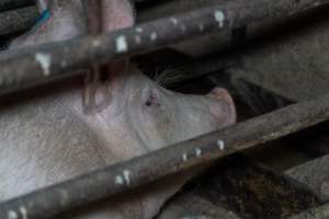 Sows in sow stalls - Captured at Harston Piggery, Harston VIC Australia.