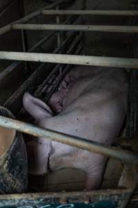 Sow in farrowing crate with piglets - Captured at Harston Piggery, Harston VIC Australia.