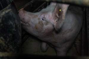 Sow in farrowing crate - Captured at Harston Piggery, Harston VIC Australia.