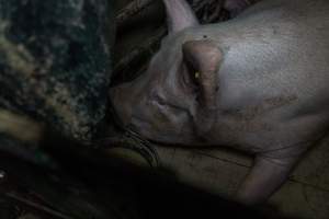 Sow in farrowing crate - Captured at Harston Piggery, Harston VIC Australia.