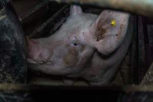 Sow in farrowing crate - Captured at Harston Piggery, Harston VIC Australia.