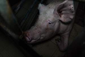 Sow in farrowing crate - Captured at Harston Piggery, Harston VIC Australia.