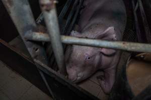 Sow in farrowing crate - Captured at Harston Piggery, Harston VIC Australia.