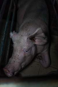 Sow in farrowing crate - Captured at Harston Piggery, Harston VIC Australia.