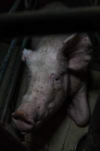 Sow in farrowing crate - Captured at Harston Piggery, Harston VIC Australia.
