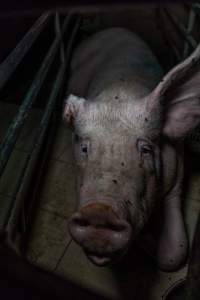 Sow in farrowing crate - Captured at Harston Piggery, Harston VIC Australia.