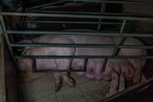 Sow in farrowing crate with piglets - Captured at Harston Piggery, Harston VIC Australia.