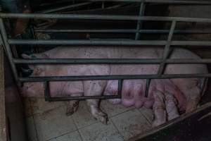 Sow in farrowing crate with piglets - Captured at Harston Piggery, Harston VIC Australia.