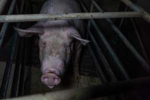 Sow in farrowing crate - Captured at Harston Piggery, Harston VIC Australia.