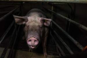 Sow in farrowing crate - Captured at Harston Piggery, Harston VIC Australia.