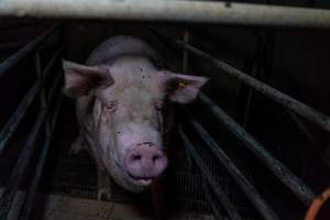 Sow in farrowing crate - Captured at Harston Piggery, Harston VIC Australia.