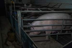 Sows in farrowing crates - Captured at Harston Piggery, Harston VIC Australia.