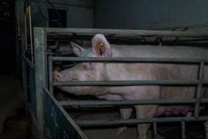 Sow in farrowing crate - Captured at Harston Piggery, Harston VIC Australia.