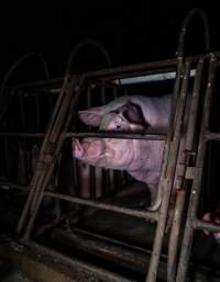 Sows in sow stalls - Captured at Markanda Piggery, Wyuna East VIC Australia.