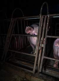 Sows in sow stalls - Captured at Markanda Piggery, Wyuna East VIC Australia.