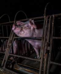 Sows in sow stalls - Captured at Markanda Piggery, Wyuna East VIC Australia.