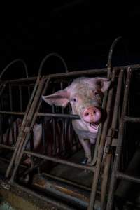 Sows in sow stalls - Captured at Markanda Piggery, Wyuna East VIC Australia.