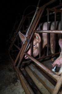 Sows in sow stalls - Captured at Markanda Piggery, Wyuna East VIC Australia.