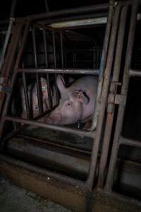 Sows in sow stalls - Captured at Markanda Piggery, Wyuna East VIC Australia.