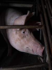 Sow in sow stall - Captured at Markanda Piggery, Wyuna East VIC Australia.